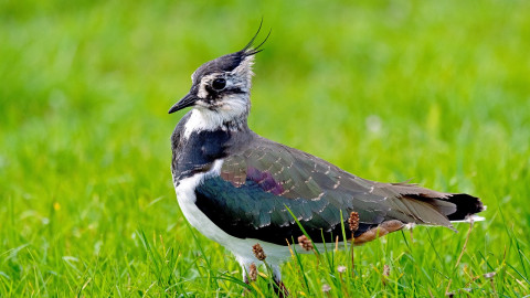 Een kievit zittend in het gras